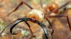 Најопасните мравки на светот